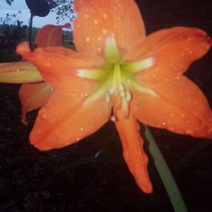 Meet your Posher, Beverly